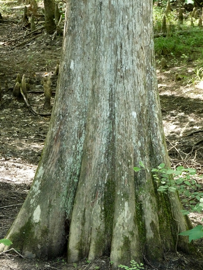 {Taxodium distichum}